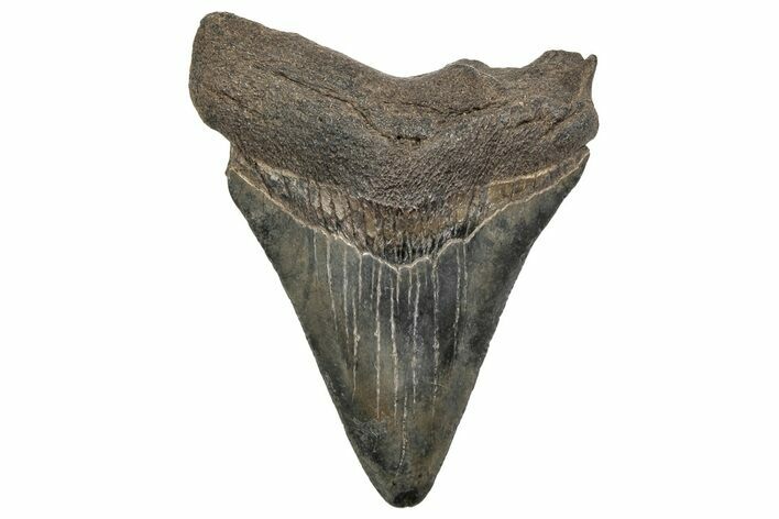 Juvenile Megalodon Tooth - South Carolina #195944